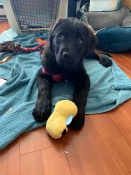 black lab/Great Pyrenees puppy