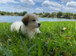 rehoming 11 weeks old great pyrenees puppy