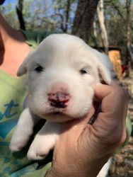 Pyrenees Pup Rescue!