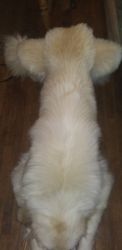 Great Pyrenees Puppies For sale