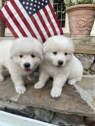 Great Pyrenees/ Bernese puppies for sale