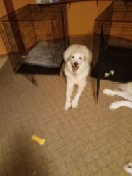 Great Pyrenees needs for ever home