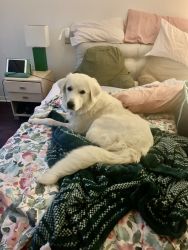15 Month old Pyrenees looking for forever home