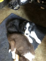 3 male black Great Pyrenees/border collie mix