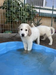 REHOMING PUPS *Great Pyrenees*