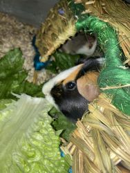 Two free female guinea pigs in need of a loving home!!