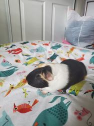 Sweet boy guinea pig up for adoption