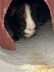 Guinea Pigs needing a New Home
