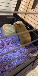 2 female guinea pigs for sell