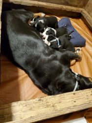 Akc Greater Swiss mountain dog puppies