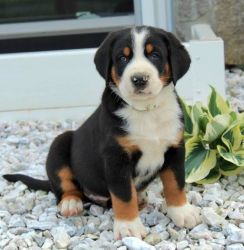 Well Socialized Greater Swiss Mountain Dog (Puppies).
