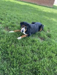 Family friendly 2 year old greater Swiss mountain dog