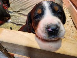 Greater Mountain Swiss Puppies