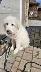 Great Pyreneese Puppy