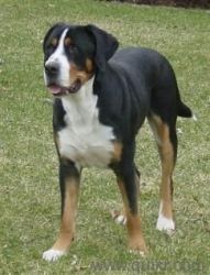 Greater Swiss Mountain Dog in Bangalore