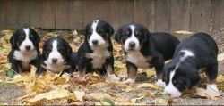 Greater Swiss Mountain puppies