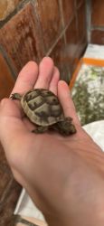 Greek Tortoise/ Turtle Hatchlings 1”