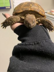 Testudo tortoise