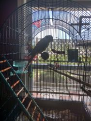 Green cheek conure with cage