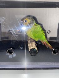 Hello I’m looking to sale my 3 month old Green Cheek Conure