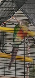 Skittles, Green Cheek Conure (need to sell/rehome quickly)