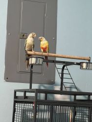 Green cheek conures for sale