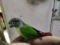 6 month old healthy Green Conure for sale
