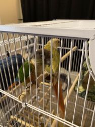 Bonded pair of conures