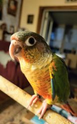 GC conures, handfed, dna tested, guilderland NY