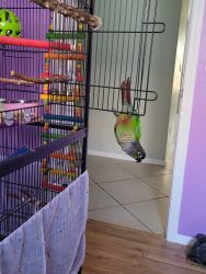 Conure with Cage
