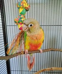 Green Cheek Conures for sale tame, hand-fed, and raised