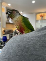 Yellow-Sided Green cheek conure, name is goose.