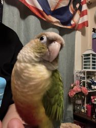 Female Pineapple green cheecked conure for sale