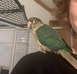 Green Cheek Conure (cage & accessories included)