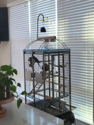 2 Conures and a cage
