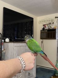 2 green cheek conures looking for a forever home