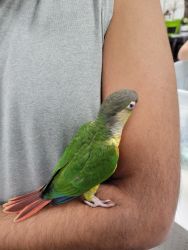 Baby green cheek conures for sale