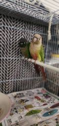 Conure available