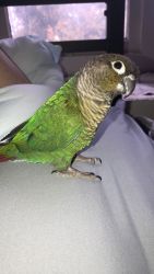 Green Cheek Conure, cage and food included for extra price
