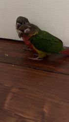 Have two green cheek conures