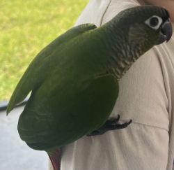 Beautiful young parakeet