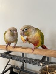 2 green cheeked conures