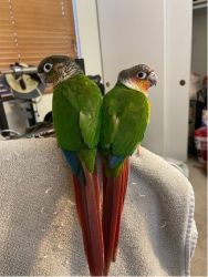 Bonded Conures