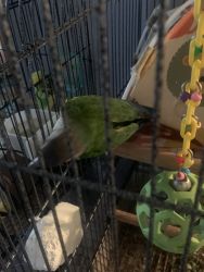 His name is kiwi he is a awesome bird