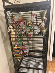 Green Cheeked Conure + Prevue Pet Cage