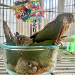 Green Cheek Conure Babies Weaned and Ready!