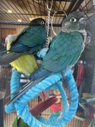 Variety of Parrot Babies Available in Gainesville VA!