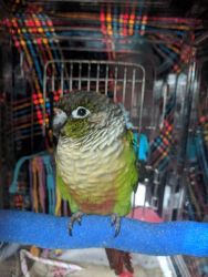 Green Cheek Conure and Supplies for Rehome