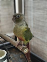 Green cheek conure looking for a new loving home