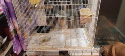 Parakeets for sale